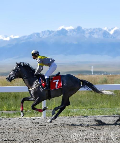 中国年轻骑手与赛马的故事 中国年轻骑手与赛马的故事